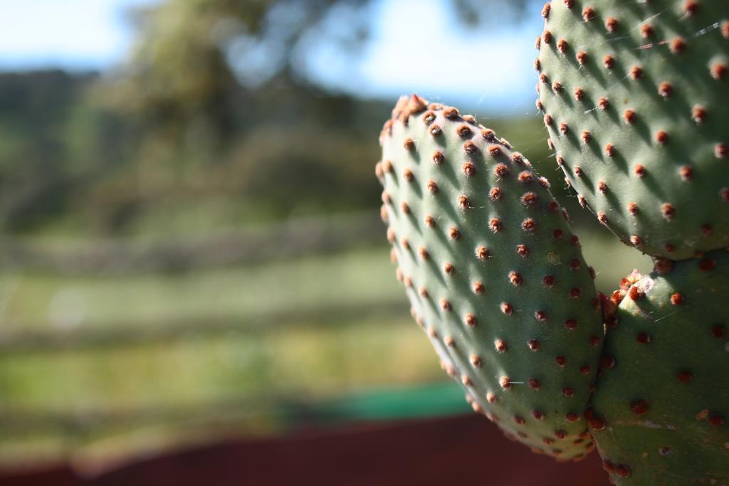 Agriturismo Pedru Caddu Βίλα Tula Εξωτερικό φωτογραφία