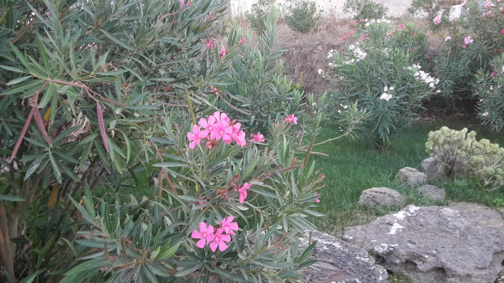 Agriturismo Pedru Caddu Βίλα Tula Εξωτερικό φωτογραφία